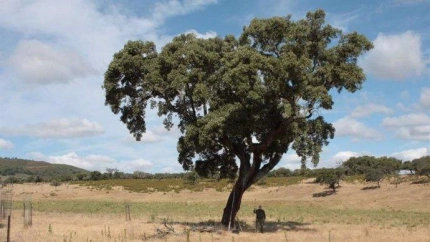 Alcornoques en la provincia de Cáceres