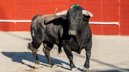 El Circuito de Novilladas de Andalucía ya tiene ganaderías