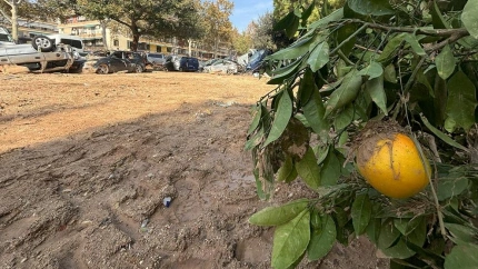 NARANJA DANA VALENCIA