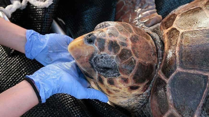 Tortuga rescatada por el CRAM