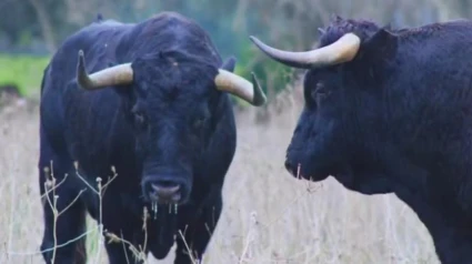 Toros de Cuadri para la Feria del Aficionado 2025