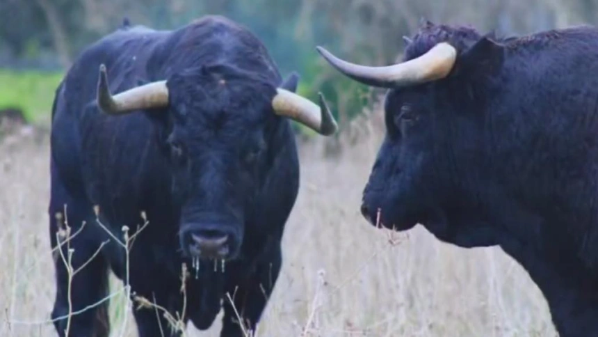 Toros de Cuadri para la Feria del Aficionado 2025