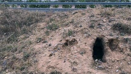 Madrigueras-conejos junto a la Autovia