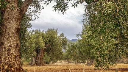 Agricultura 4.0: La realidad aumentada y la robótica llegan al olivar