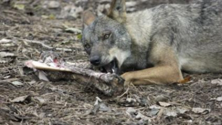 Juan Carlos Suárez Quiñones, consejero de Medio Ambiente, explica en COPE cómo afecta la protección del lobo a comunidades como Castilla y León