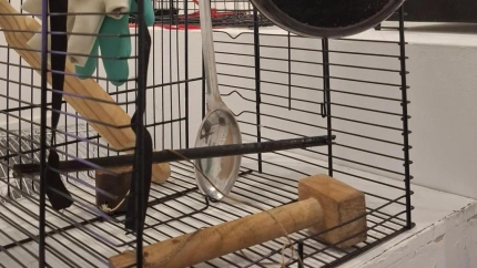 Exposición 'Jaulas'