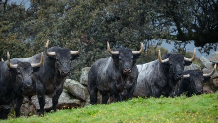 Toros de Adolfo Martín para Las Ventas