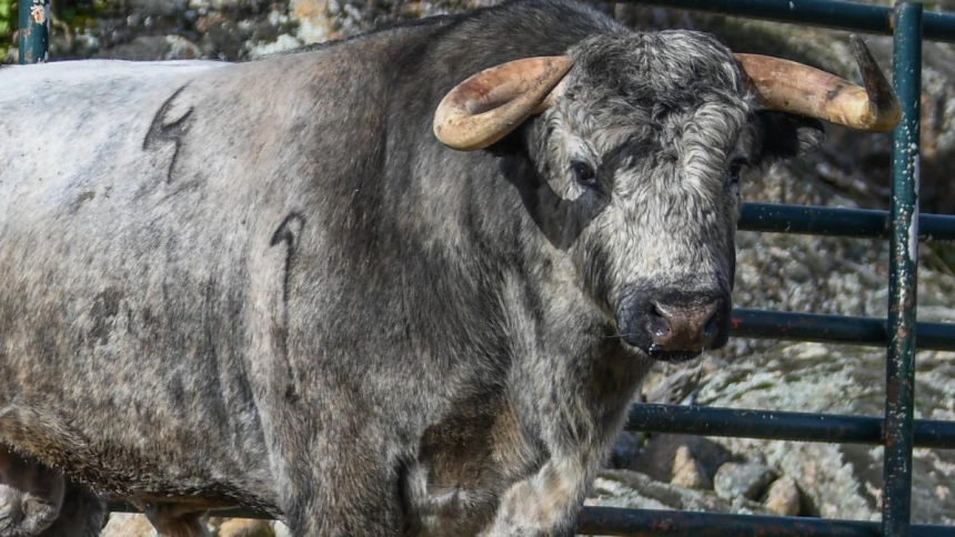Los toros de Flor de Jara y Cerro Longo para Valdilecha