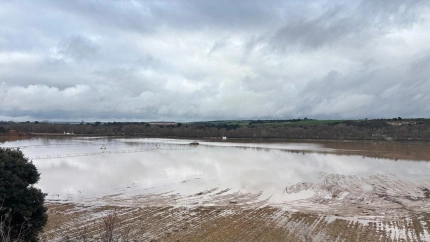 Cultivo de espárrago verde inundado por la borrasca
