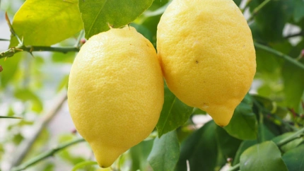 Para la elaboración hacen falta limones grandes
