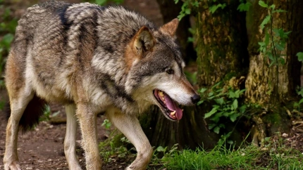 El lobo ha matado a 40 ovejas de Isabel Herrero en la comarca de Ledesma