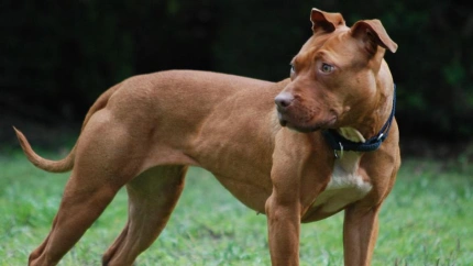 Pitbull