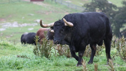 Juan Pedro Domecq, camada 2025