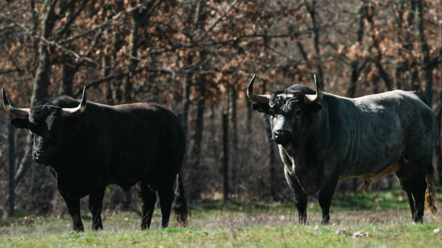 Los toros de Valdellán para el Domingo de Ramos en Las Ventas