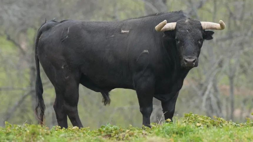 Agustín Montes, ganadero de Montealto, ante la novillada de Toledo