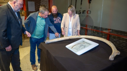 Costilla de mamut en Museo Arqueológico de Cartagena