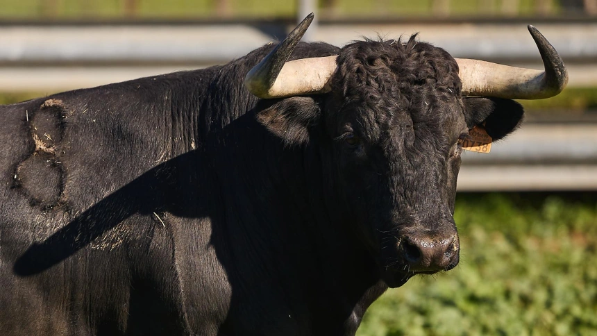 Toros de Virgen María para la Feria de Pascua de Arles