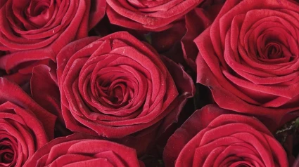 Rosas de Sant Jordi