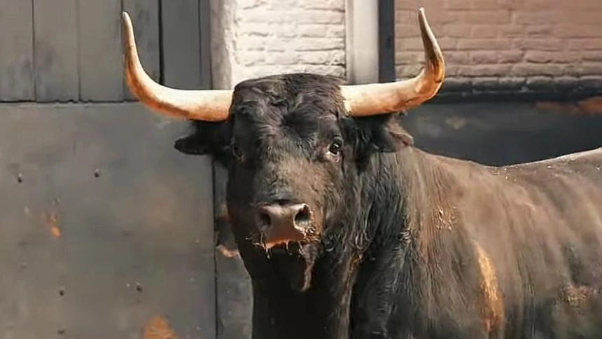 Desembarque de los toros de Palha en Las Ventas