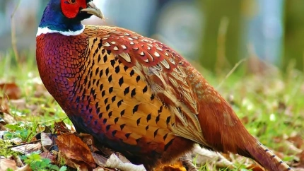 Plumaje de las aves de Conservas Amo