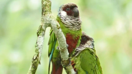 Loro Parque Fundación: una lucha por la conservación del periquito pechigrís