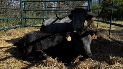 Una vaca de raza morucha junto a su cría en SiCampo