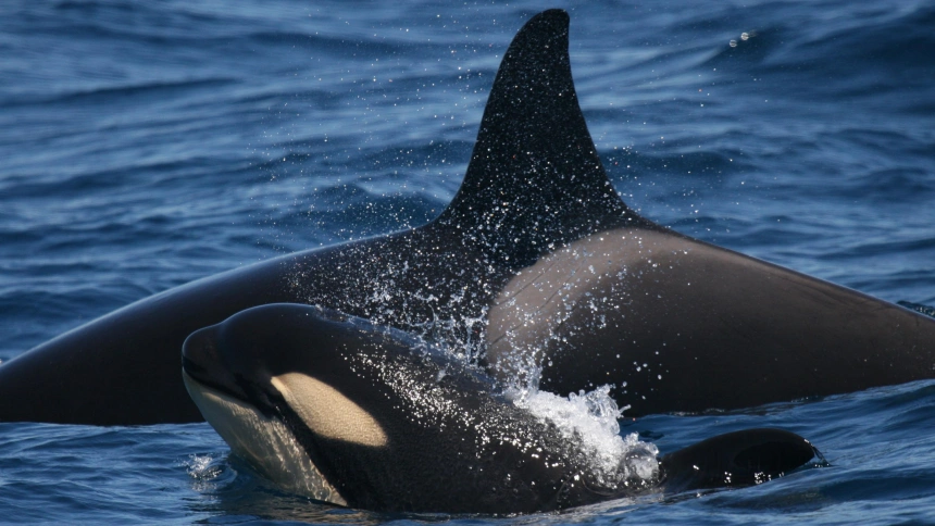 Loro Parque Fundación colabora en la campaña para proteger a las orcas del Estrecho de Gibraltar