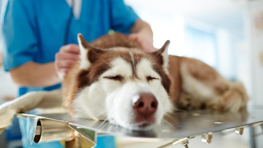 Un perro de la raza husky tumbado sobre una camilla