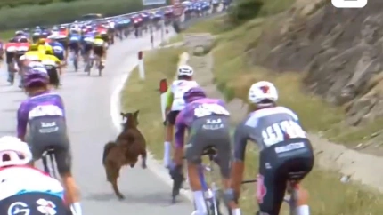 Una cabra se cruza en el pelotón en mitad de la etapa del Giro de Italia