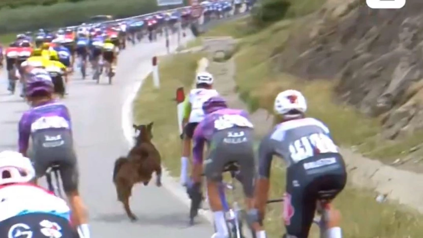 Una cabra se cruza en el pelotón en mitad de la etapa del Giro de Italia