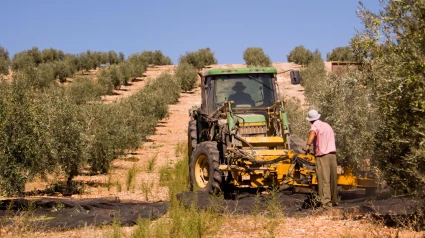 La decisión de un agricultor de Sevilla para multiplicar el beneficio de sus tierras: gracias a las placas solares