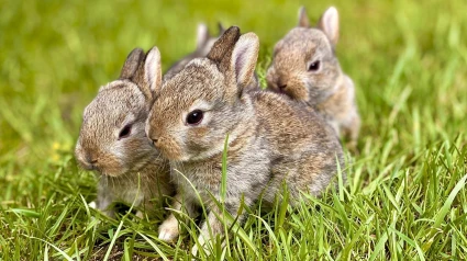 Conejos