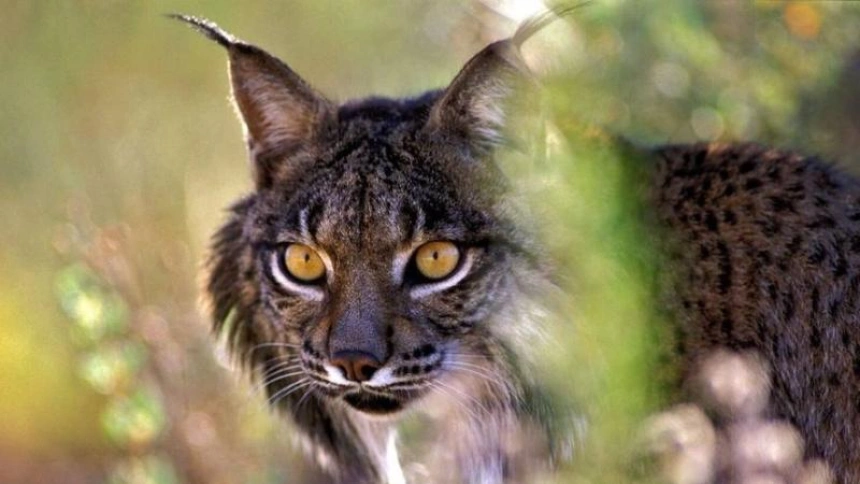 Recuperan en Ciudad Real dos cachorros de lince que habían quedado huérfanos