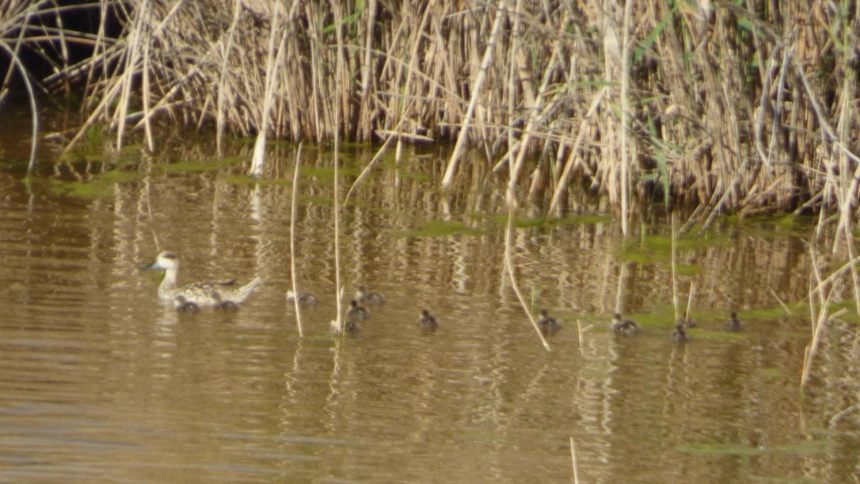 Una hembra de cerceta pardilla nada con sus polluelos en un humedal de Lorca esta semana