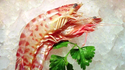 Langostino de Vinaròs