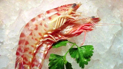 Langostino de Vinaròs