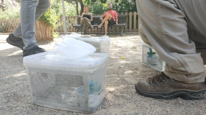 Suelta de mosquitos machos estériles en Castellón de la Plana
