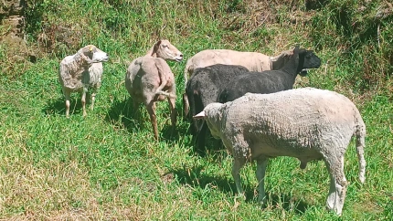 Ganado recuperado por la Guardia Civil