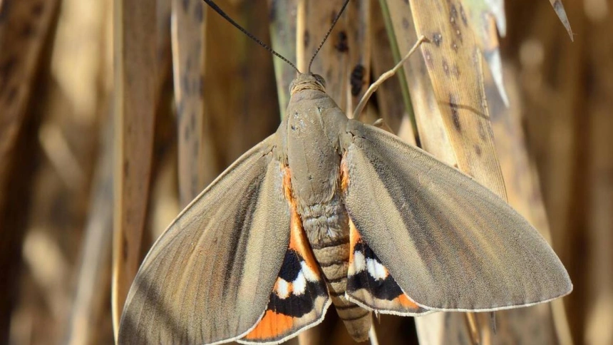 RRHJEA RRHJEA Palm moth (Paysandisia archon) a day-flying South American species, spreading rapidly as a pest in Europe, resting on palm leaves, Mallorca, Spain.