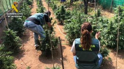 Un detenido en Vélez de Benaudalla con 110 plantas de marihuana