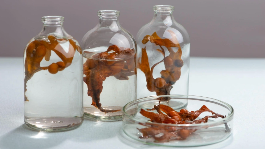 Algas dentro de unos botes de cristal de laboratorio