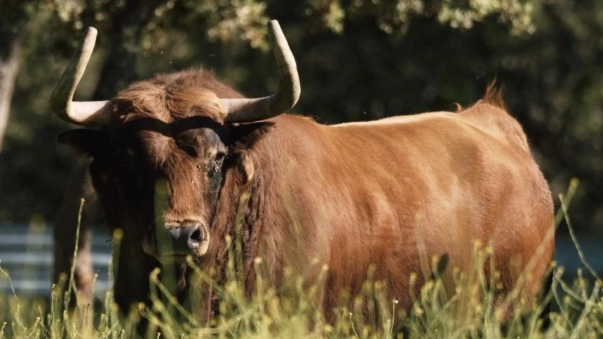Uno de los toros de Daniel Ruiz reseñados para Toledo