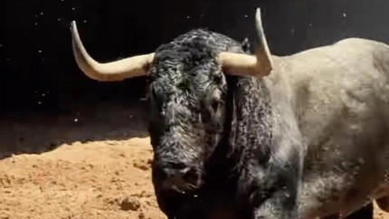 Uno de los toros de Victorino Martín en los corrales de Las Ventas