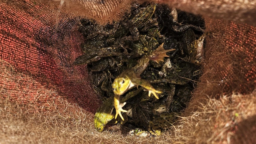 Pillado con 200 ranas para vender a la hostería en un pueblo de León