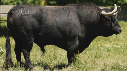 Los toros del Puerto de San Lorenzo y La Ventana del Puerto para Alicante