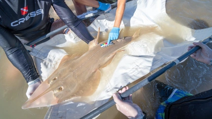 Manejo de un pez guitarra gigante en Cádiz