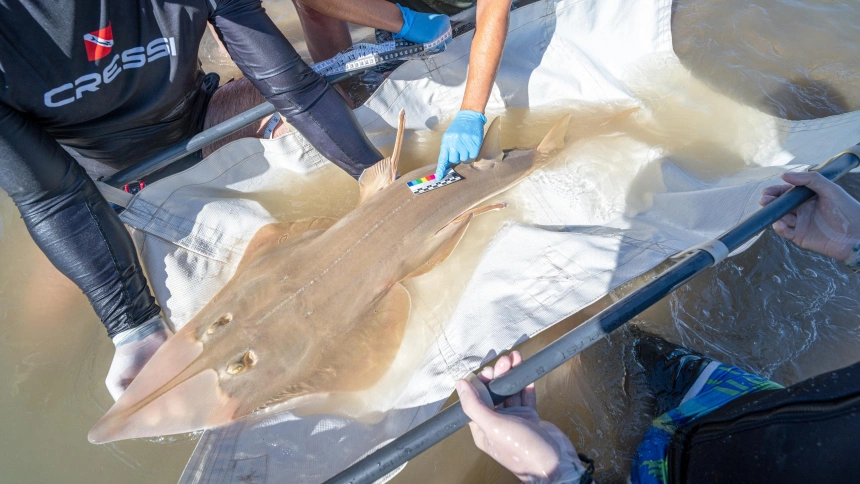 Manejo de un pez guitarra gigante en Cádiz