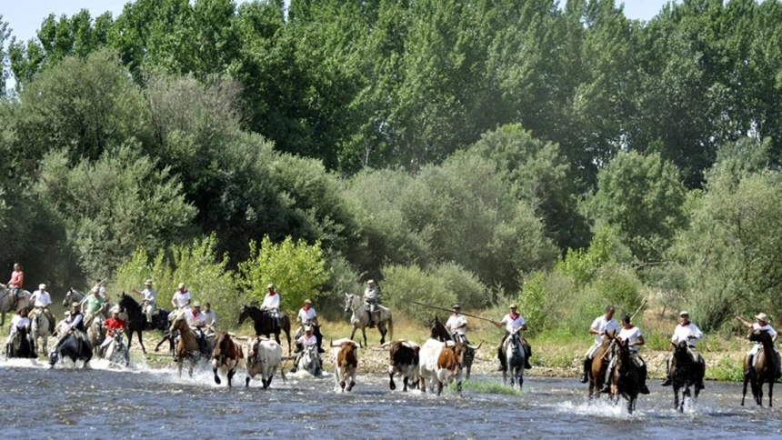 Traslado de bueyes en Coria