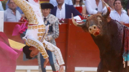 Momento del percance que sufrió Marco Pérez en la plaza de Alicante