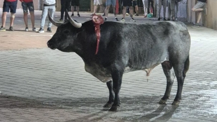 Toro de la madrugada del 26 en Coria